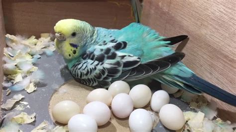 Muhabbet kuşu ne kadar sürede yumurtlar
